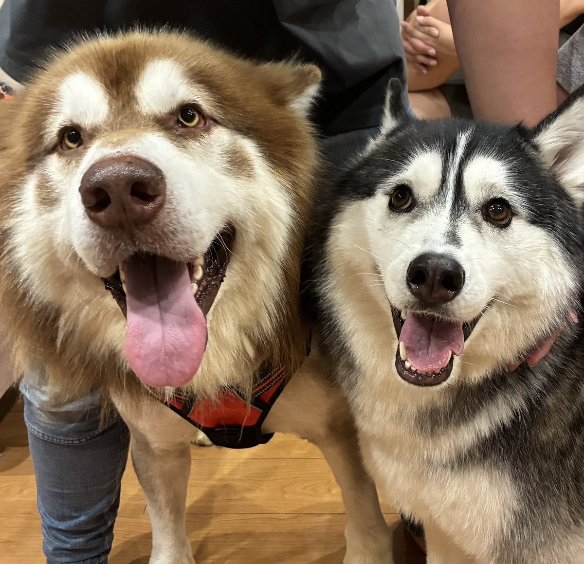 ato_taru's tweet photo. 姉の家に新入りのマラミュートが来たからまずは人間だけで会ってきた🥰

やっぱり犬はデカくてなんぼ！
めっちゃ可愛かった🐶✨️

帰宅後 我が子達にいつも通りの念入りな浮気チェックされてる😑 https://t.co/4fL42jm9pn