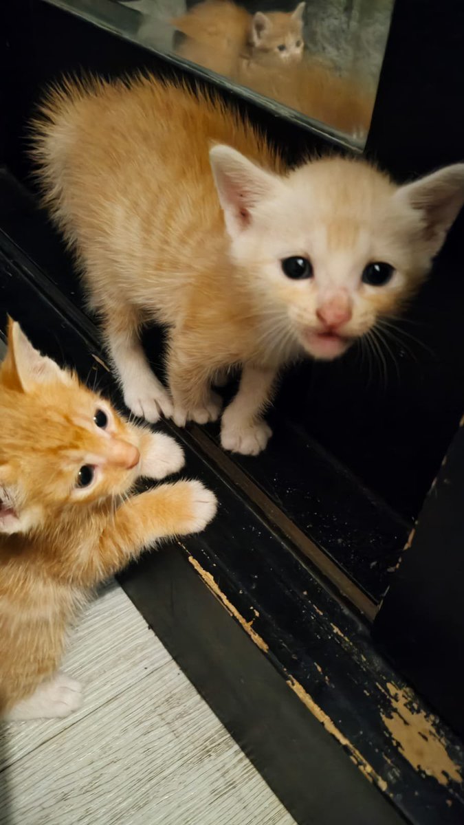 _takeajoke's tweet photo. so apparently my kittens are scared of the sounds of a washing machine https://t.co/RSFd7hr7AP
