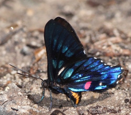 Butterflyofday's tweet photo. butterfly of the day: meliboeus swordtail
(ancyluris meliboeus)

> first discovered: named by johan christian fabricius in 1777(as papilio meliboeus)

> found in: amazon and andes foothills suriname, brazil, colombia, peru, bolivia

> habitat: lowland and mid elevation rainforest https://t.co/v7jfMihSZX