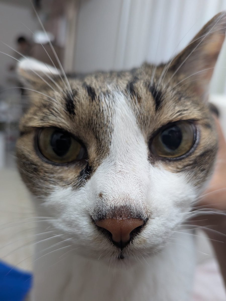 kuma_romi's tweet photo. 暑かった休日にゃ🐈️お参り→
お彼岸のだんご等たべ→買い出し
→子どもサッカー練習つきあう
→おつかれで夕方爆睡💤→夕食
→ねことまったり😻💤 https://t.co/xml8GgaTOr