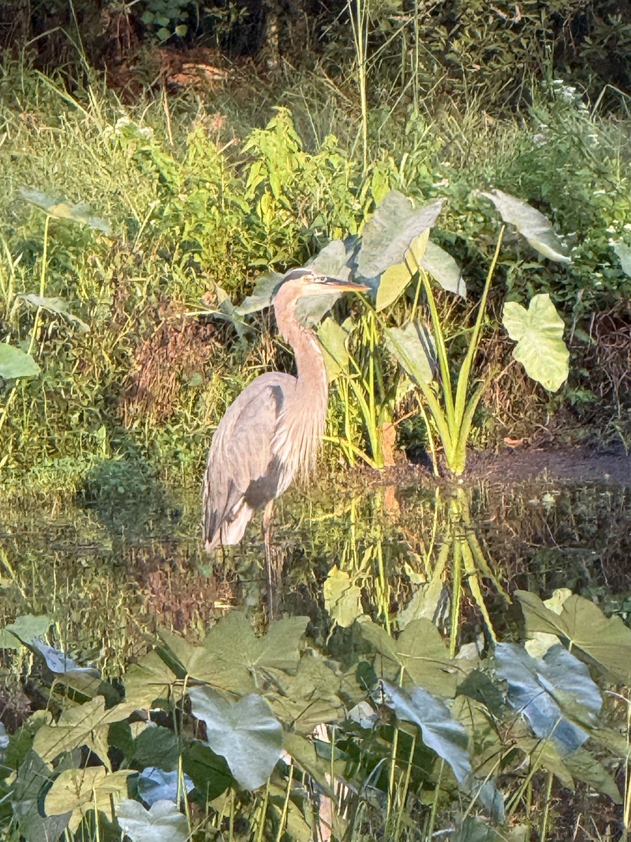 Curstag_Stripe's tweet photo. We saw a Great Blue Heron in one of the local parks this AM. https://t.co/AyAvaU3QrG