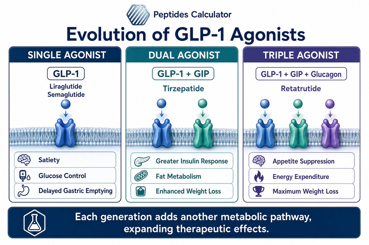 Peptides_Calc's tweet photo. The weight-loss peptide space has advanced faster than almost any area of research, and the pattern behind it is simple: each generation adds another receptor.

It began with single agonists. Liraglutide, then semaglutide, both acting on the GLP-1 receptor to curb appetite and slow gastric emptying. Semaglutide alone reached roughly 15 percent of body weight in trials, a figure the field had never seen.

The dual agonist followed. Tirzepatide adds the GIP receptor on top of GLP-1, and activating both pushed average loss to around 20 to 22 percent.

Now the triple agonist, retatrutide, adds glucagon as a third target, with early trials approaching 24 percent, in part because that third receptor may raise resting energy expenditure.

Single, dual, triple, each step adding a mechanism and lifting the ceiling. Combination strategies are already branching off in another direction, pairing a GLP-1 with an amylin analogue rather than adding receptors to one molecule. There is little sign the field believes it has found the limit.