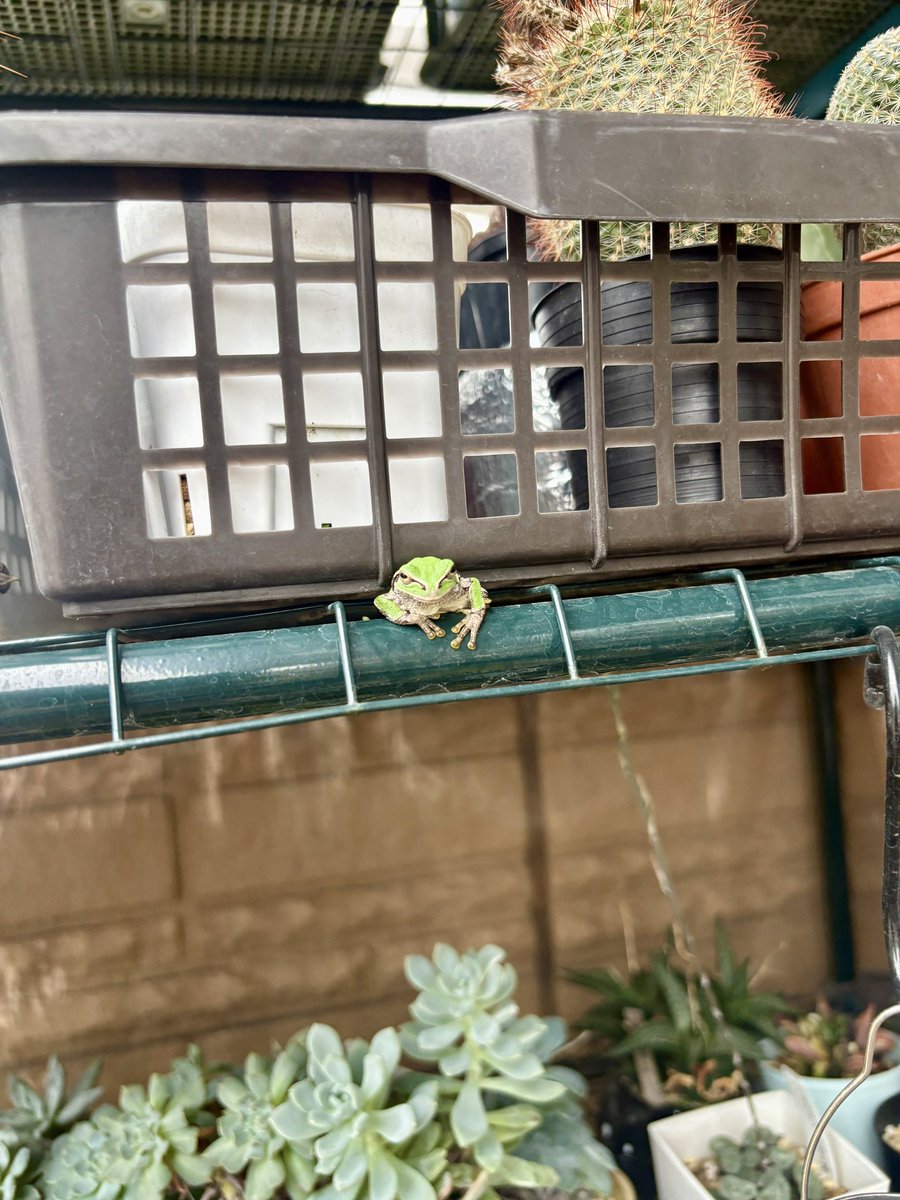 pi1231234's tweet photo. 最近よく見かける🐸

#アマガエル https://t.co/6pWORlu7VX