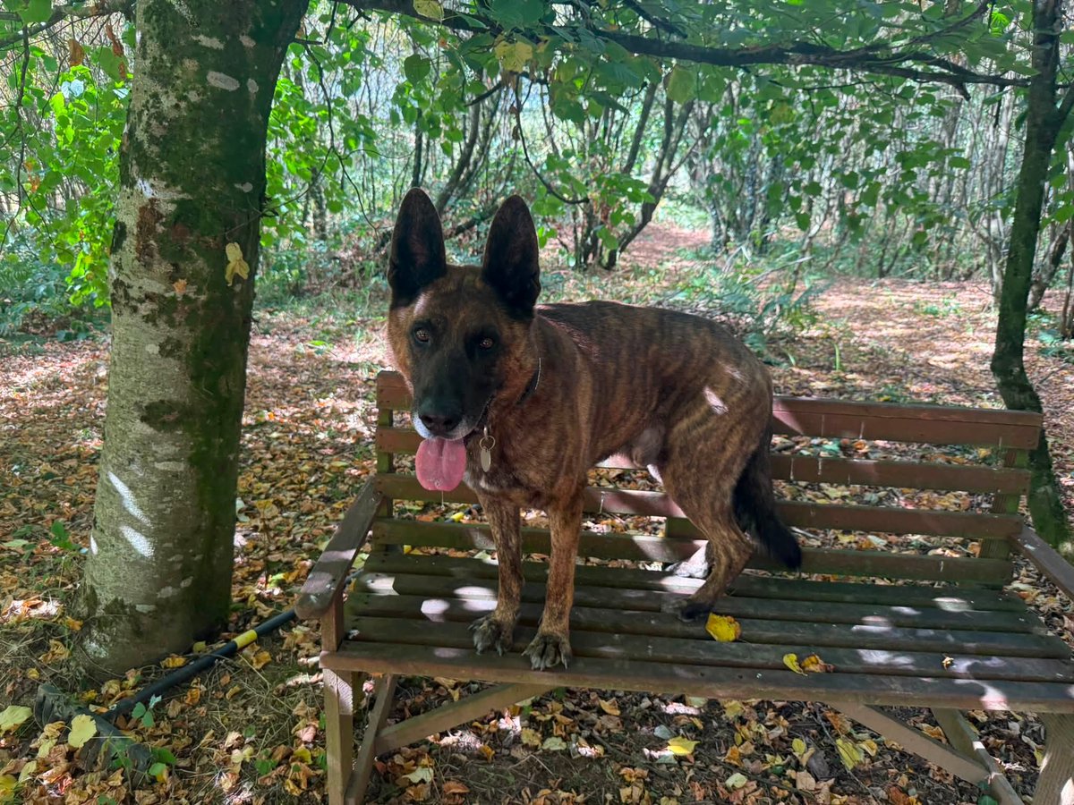gsrescueelite's tweet photo. Louis is 9yrs old and he came to us in Oct 20 when he retired as a HMP Service Dog. Louis is a steady boy but he is still a big, strong boy so will need a home with large breed exp 
#dogs #germanshepherd #Cornwall 
https://t.co/IwNUlbZF4Z https://t.co/Ij7r3V0N4y