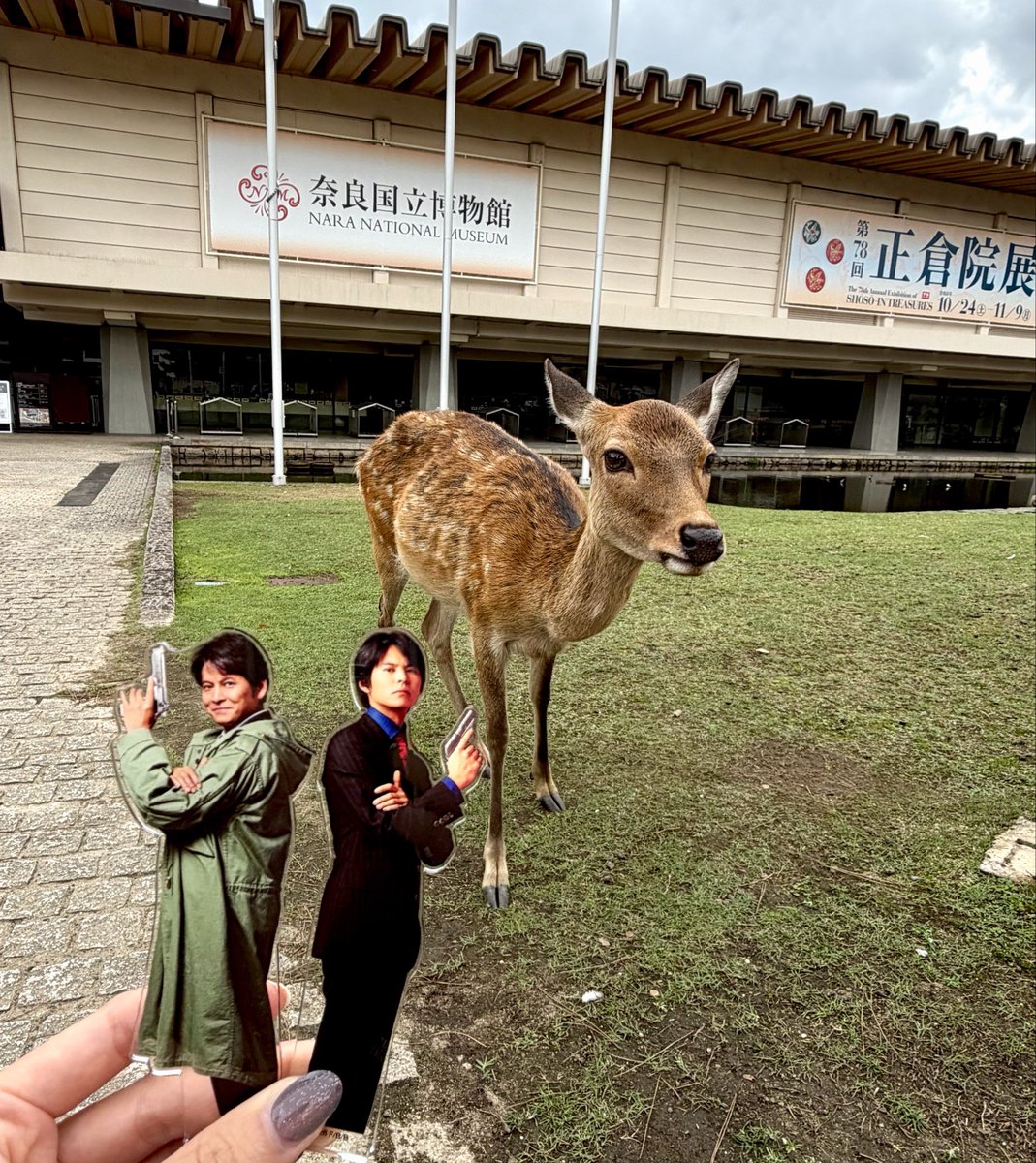 12nirirom61's tweet photo. 鹿だよ、青島 https://t.co/U01NWqZyyg