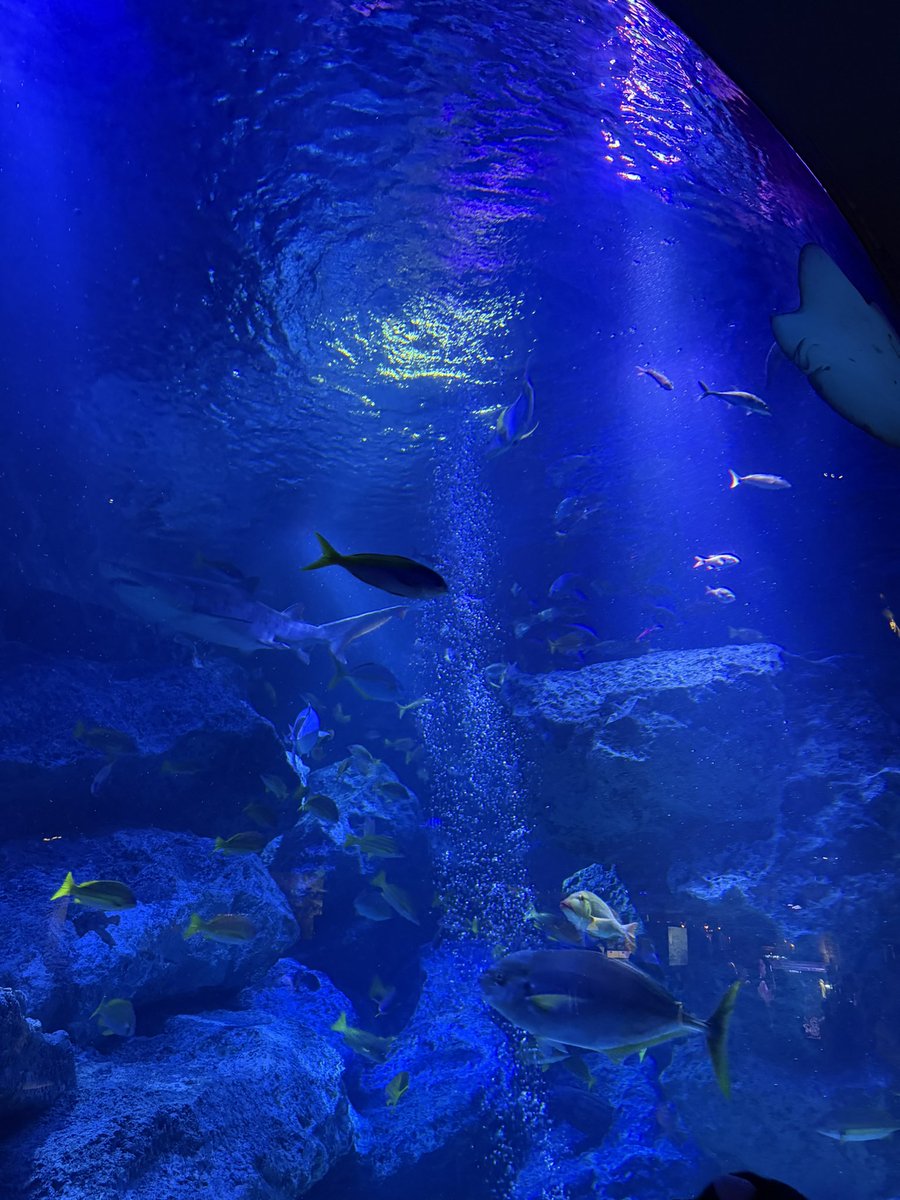 obi_nagisa's tweet photo. 雨の休日は水族館！
１歳の息子も興味津々でした✨

初めての #すみだ水族館 🐟
プロジェクションマッピングかと思ったけれど、本物のクラゲでした😳👏笑

ペンギンを見ながらおびーるとホットドッグも🌭❤️
お魚たちにも（ビールにも）癒されました〜❤️

#小尾ールタイム #男の子ママ #休日 https://t.co/qvVGf8GSXP