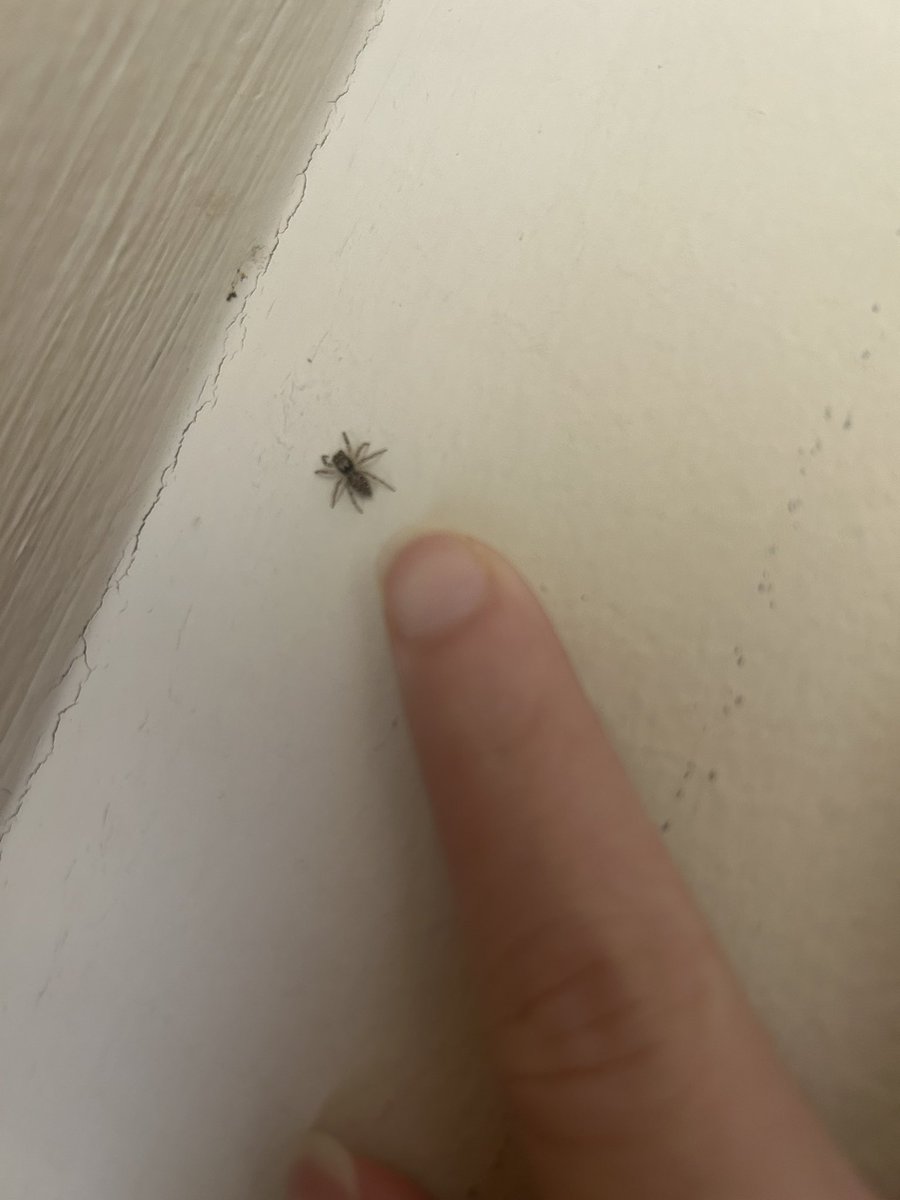 akmrsoga's tweet photo. Isn’t this spider adorable? https://t.co/1fH7EYQ4Az