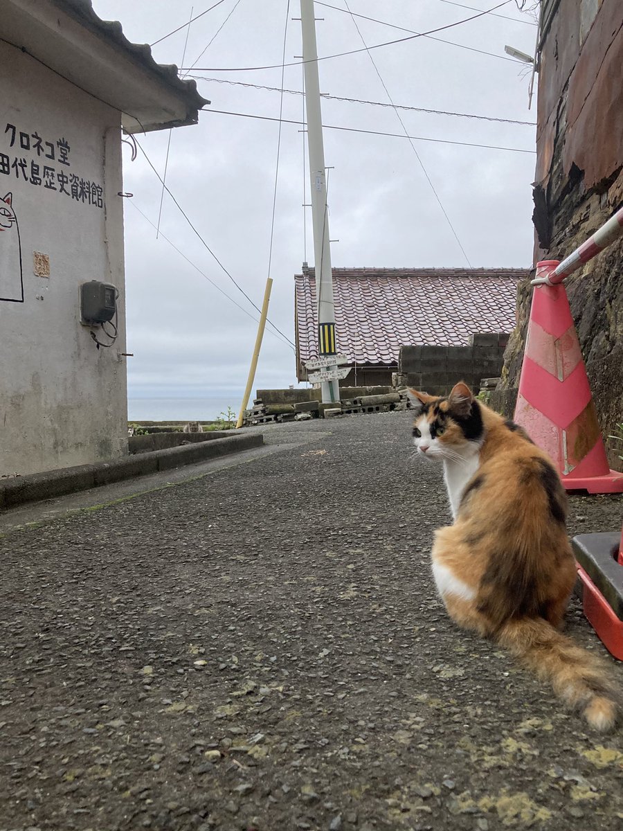 kuronekotashiro's tweet photo. ハル、ホクちゃん、何処からともなく現れたサンダー
1枚目、この後ホクちゃんがハルに詰め寄り、後ろから猫パンチを繰り出していてびっくり😱ちゃめこの血筋を感じました😅
久しぶりに店先まで来てくれました🐈

#猫島 #tashirojima #catisland #田代島クロネコ堂 #CatsOfX #cats https://t.co/pA5cc7hSl7