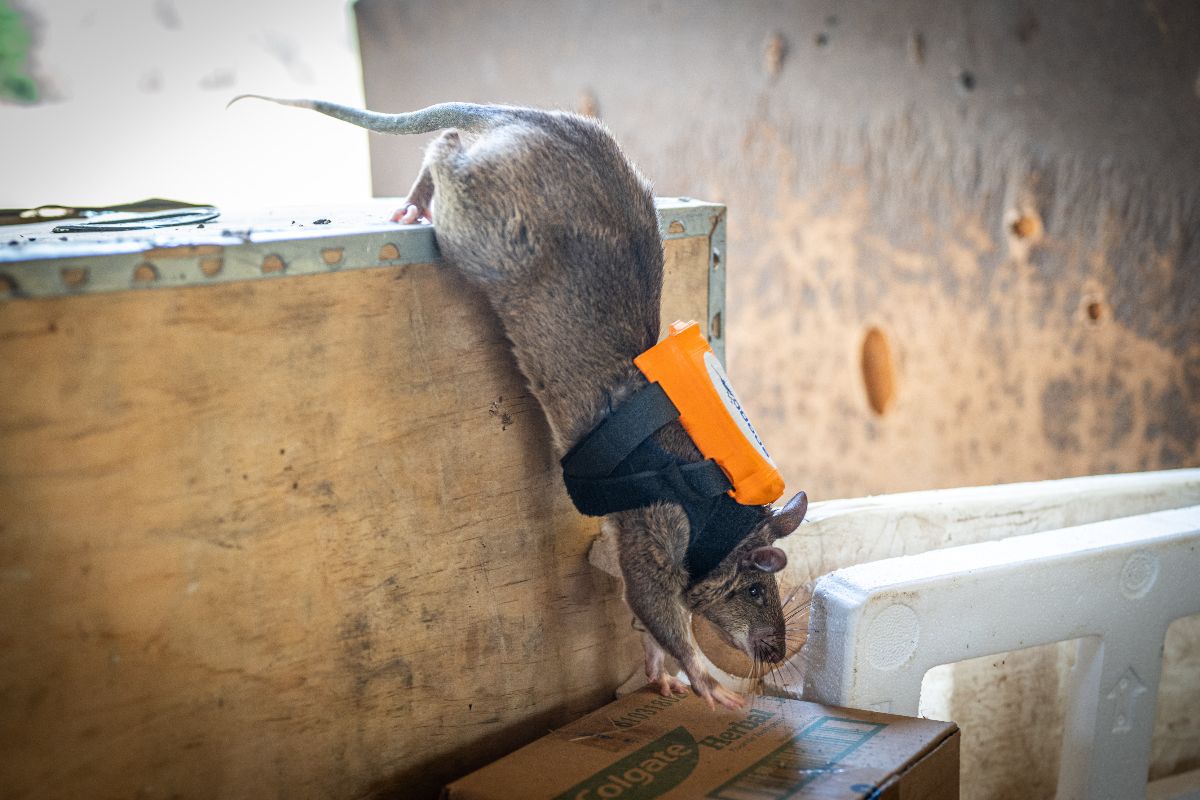 herorats's tweet photo. What if a rat could show you what it sees? 

#HeroRATs are already great at detecting mines, tuberculosis &amp; more. Now specially designed backpacks could make them even more powerful. Engineer Sander has spent years working on ratpacks: https://t.co/3lbv6TYUVk

#APOPO #Innovation https://t.co/DuJ3Q1gd5T