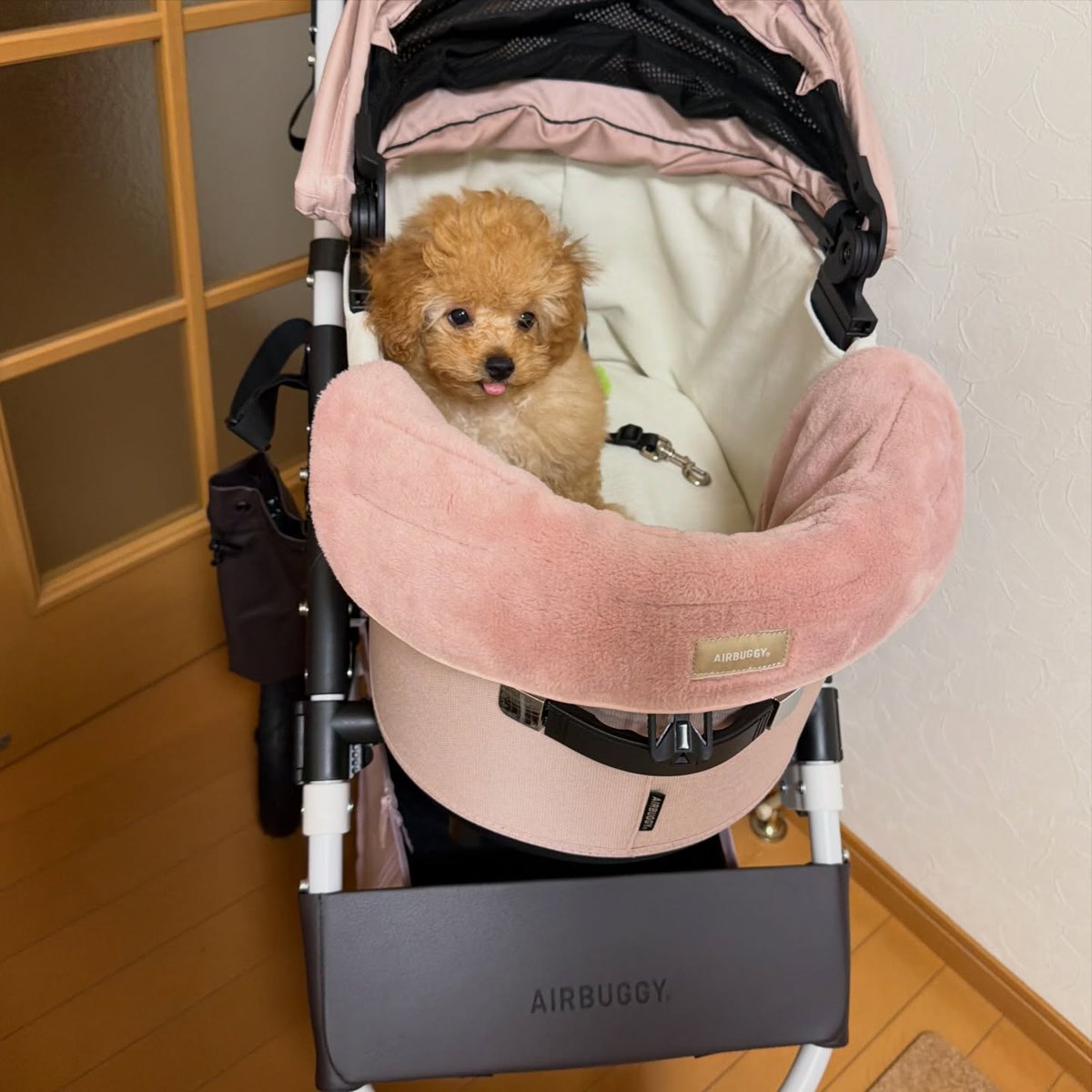 MoisesLudoau's tweet photo. We assembled the frame too and let my dog ride in it for a bit. The white frame with the Blossom cot is unbearably cute. I chose a waterproof cot cover, and the pink fur corner cushions are adorable too. The lead strap adds peace of mind. I can’t https://t.co/b5bi4VmmYM