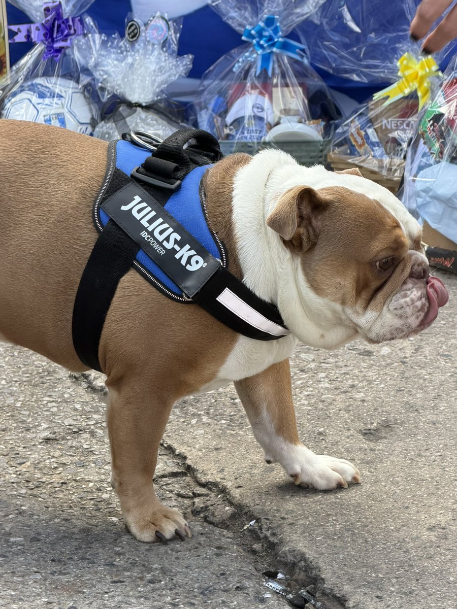 TWWcast's tweet photo. @MaxxDoggSWFC star of the show https://t.co/xhwi7c4d61
