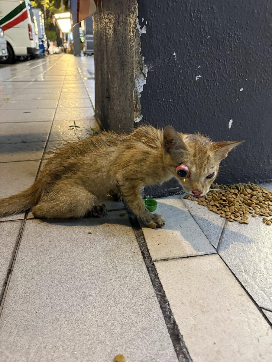 cats_rehome's tweet photo. ‼️PRIMA SRI GOMBAK‼️

URGENT URGENT HELP NEEDED!!! WARGA GOMBAK PLS HELP THIS KITTY I THINK KENA LANGGAR AREA PRIMA SRI GOMBAK. ANYONE YG STAY NEAREST PLS HELP 😭 me and my sis naik motor so we couldnt bring this baby home to foster 😩😩😩😩

Sumber : thread https://t.co/tP17oYFY4F