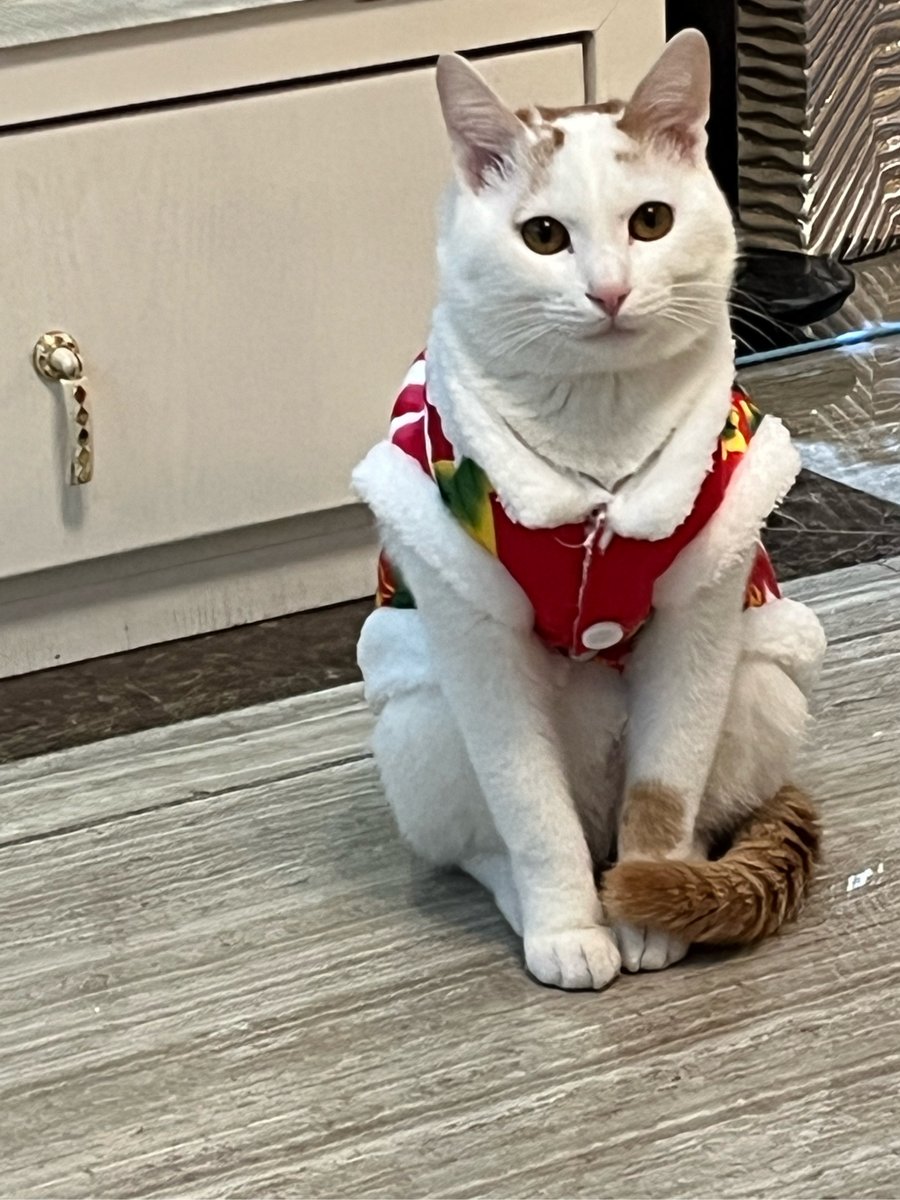 OdisRamentyn's tweet photo. Terminé de doblar la ropa, y encontré un dibujo de mi gato en una camisa. Un pequeo tesoro del día.， https://t.co/8vi3FvsVT3