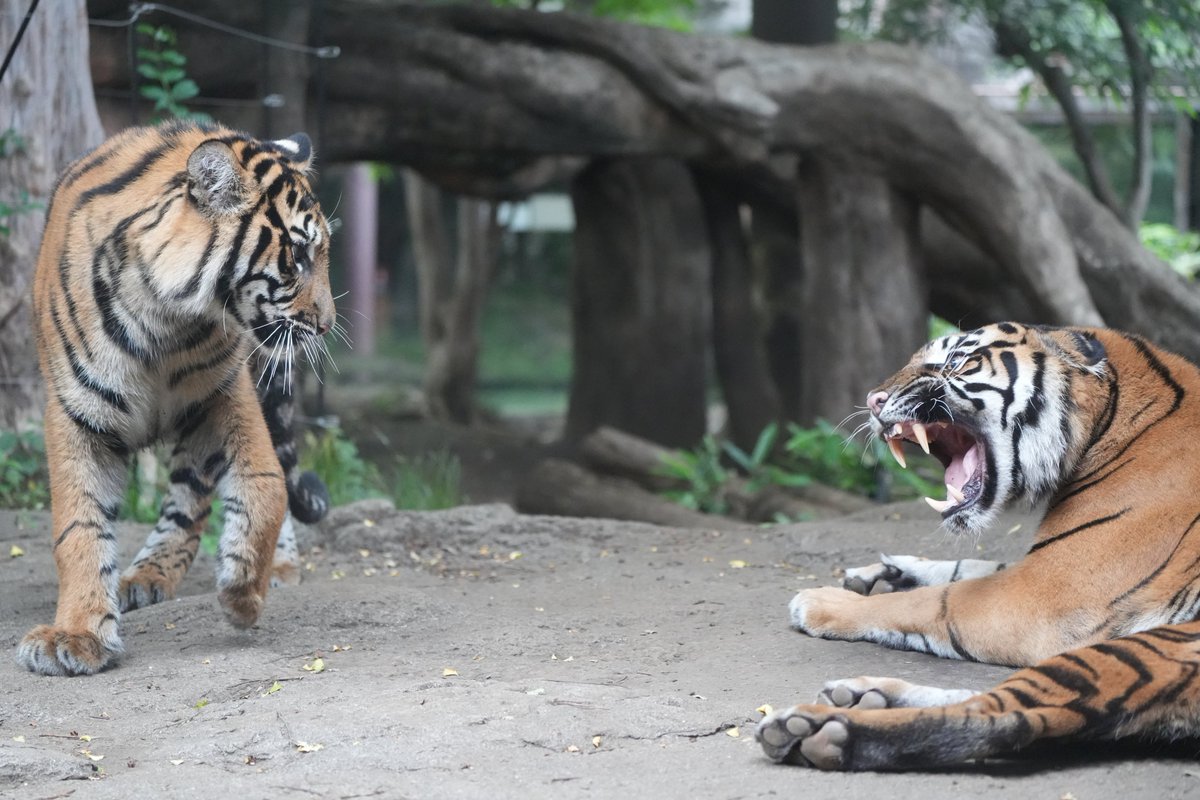 njbsun's tweet photo. レスタ🥬vsミンピ
(レスタは完全に負けてますが)

2026/5

#上野動物園
#スマトラトラ https://t.co/Zwe5Sz3nbs
