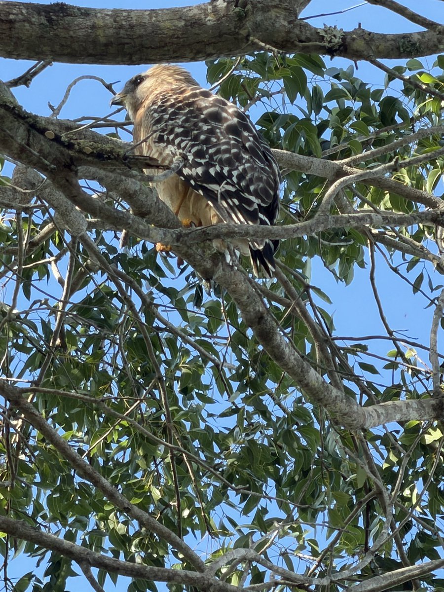 labradortwister's tweet photo. Watching cardinals and I hear this LOUD ASS HAWK above me https://t.co/1NINb2rKl8