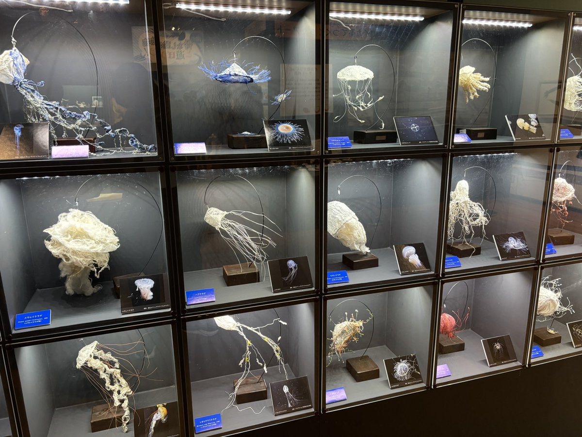 sumio07's tweet photo. 母が茨城県自然博物館で綿とかで作ったクラゲの展示を出してたので行ってきた。想像の3倍くらいの量があった https://t.co/YfHAjvnh5f