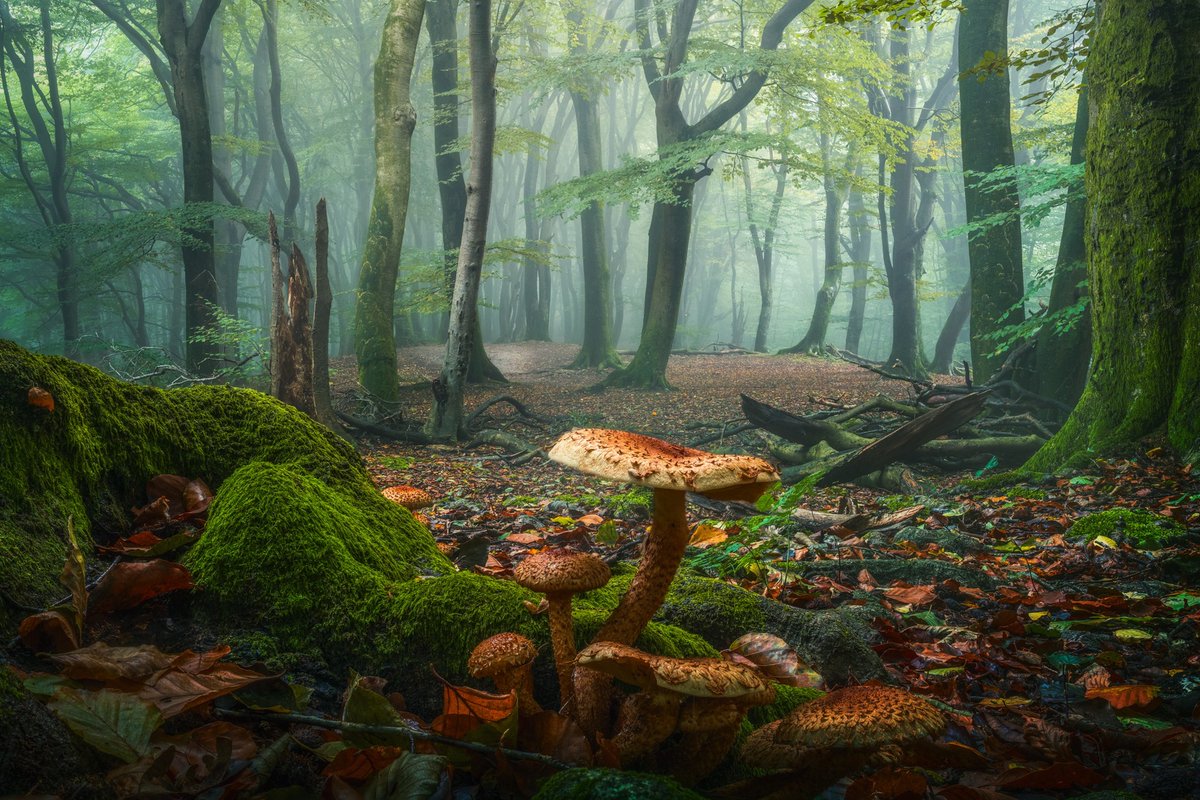 albertdrosphoto's tweet photo. Autumn is slowly making its way to the Netherlands. Time to work more on my Mushrooms in their Natural World Series. https://t.co/TKNwbe9cE5