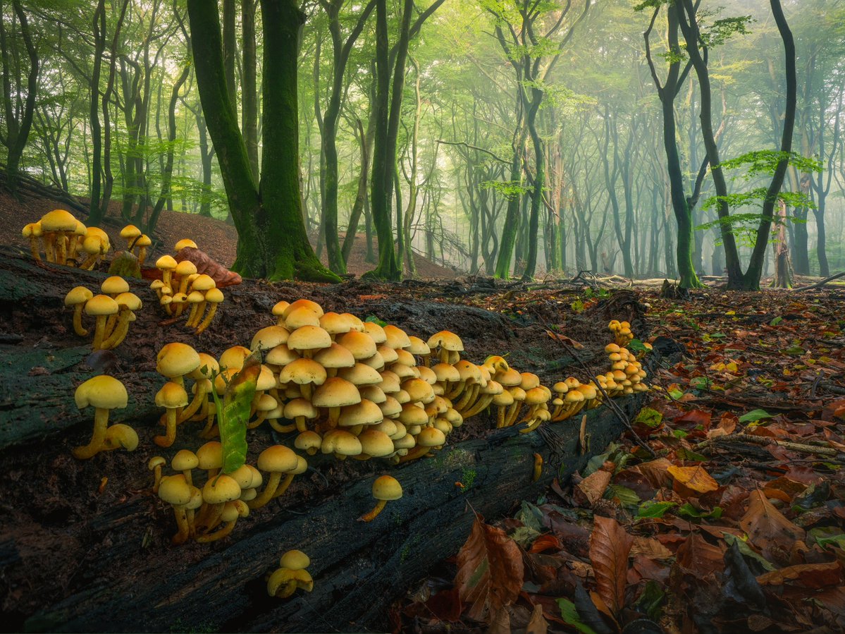 albertdrosphoto's tweet photo. Autumn is slowly making its way to the Netherlands. Time to work more on my Mushrooms in their Natural World Series. https://t.co/TKNwbe9cE5