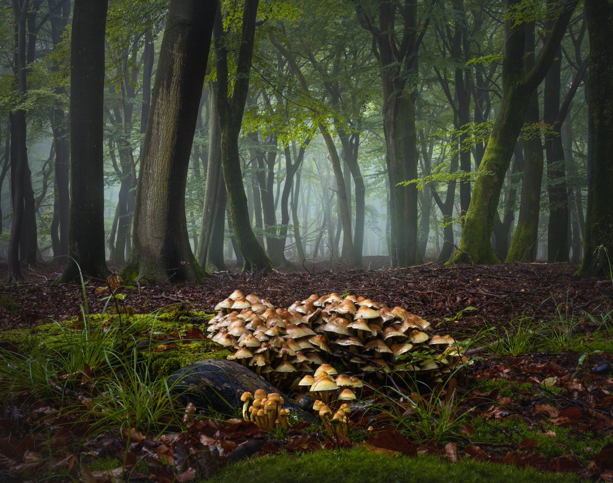 albertdrosphoto's tweet photo. Autumn is slowly making its way to the Netherlands. Time to work more on my Mushrooms in their Natural World Series. https://t.co/TKNwbe9cE5