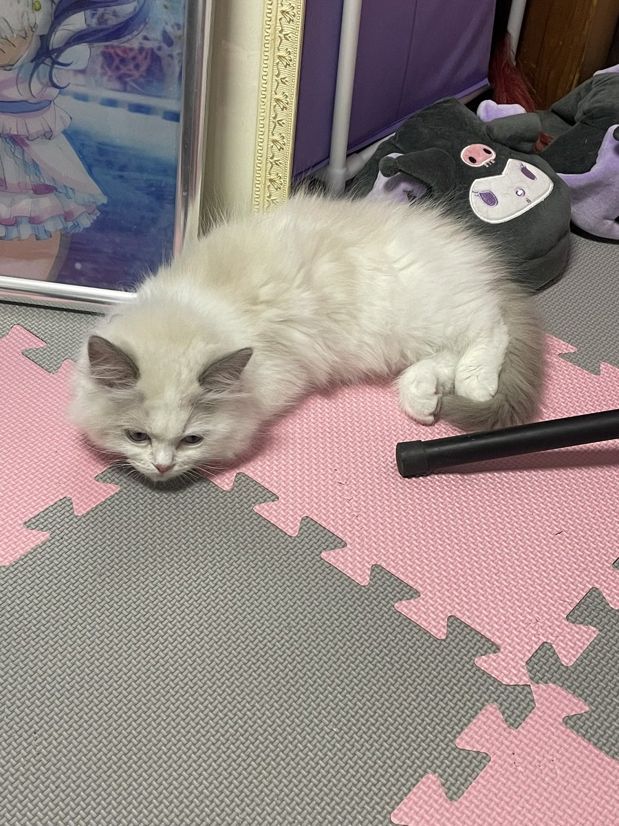 chii_kmsm's tweet photo. うちのデカ猫のパヤパヤ時代も見てって https://t.co/fcVL6tOF5Y