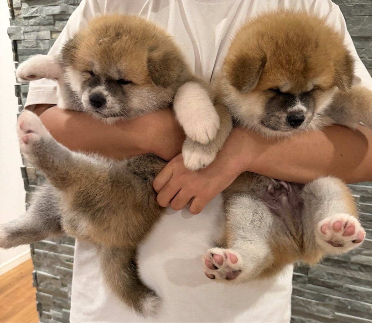 luna20230414's tweet photo. ムクムクに成長してきました。
生後36日目
秋田犬赤ちゃん
#秋田犬
#パピー https://t.co/L8ft6t2QHc