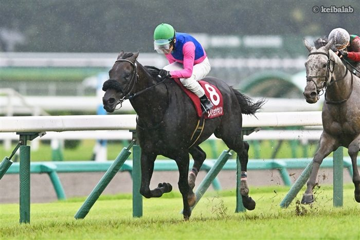 keibalab's tweet photo. 【雨中の激走、執念の粘り腰】
26年オールカマー1着
メイショウゲキリン
Meisho Gekirin
(牡7、栗東・笹田和秀厩舎) 田辺裕信騎手
父キズナ
母メイショウスズラン
母父キングカメハメハ
#メイショウゲキリン #田辺裕信 #オールカマー 
https://t.co/tdiSYx0xBU https://t.co/k5vu3J6ned