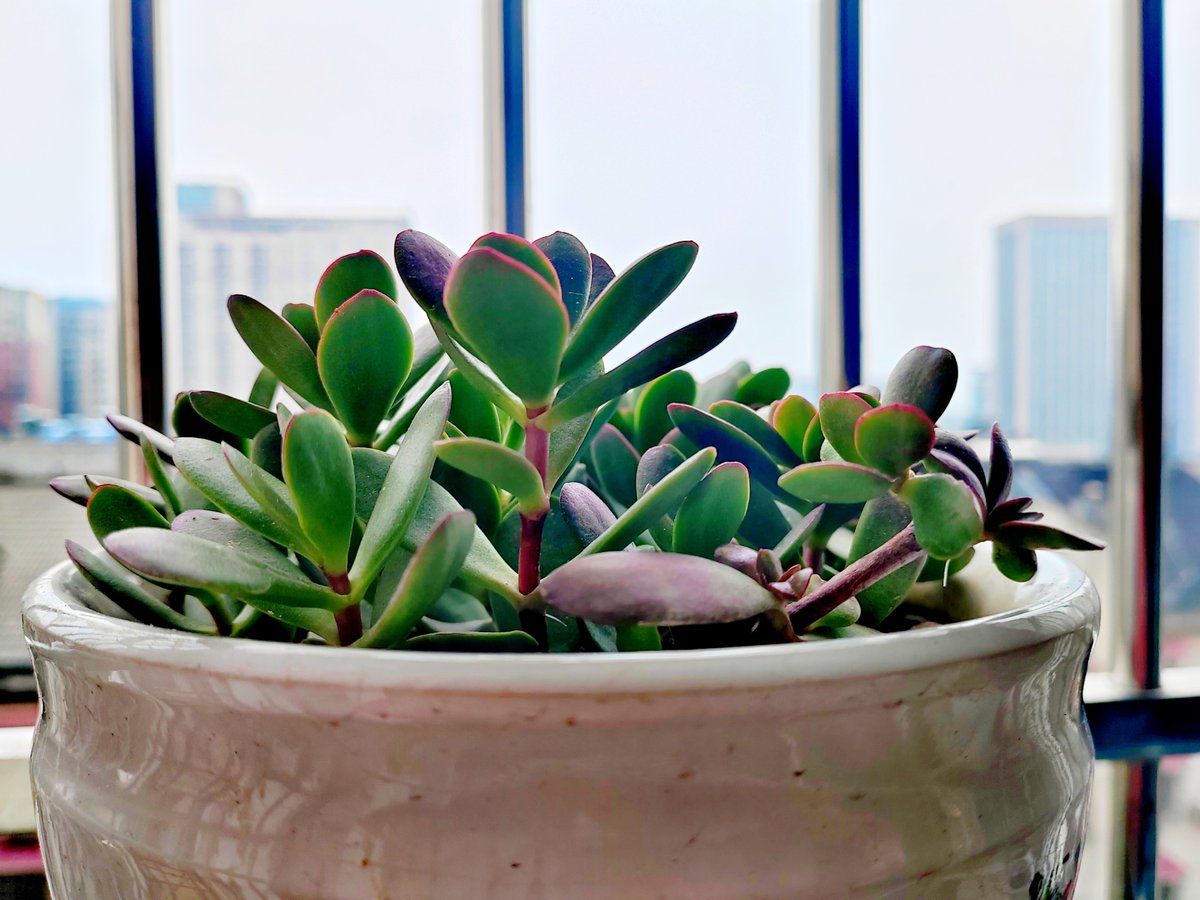 PauletteJodw51's tweet photo. [My tiny balcony used to be empty, now it’s full of potted herbs and morning sun—small changes bring the coziest wins!]， https://t.co/LLOriCkaYj