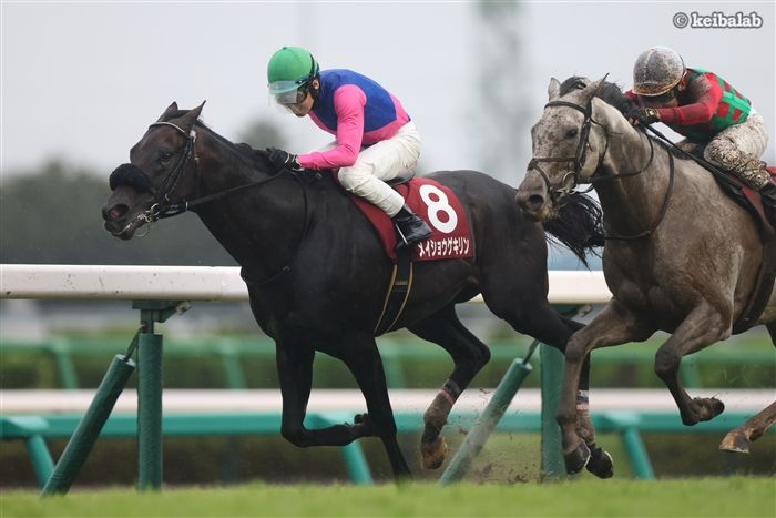 keibalab's tweet photo. 【雨中の激走、執念の粘り腰】
26年オールカマー1着
メイショウゲキリン
Meisho Gekirin
(牡7、栗東・笹田和秀厩舎) 田辺裕信騎手
父キズナ
母メイショウスズラン
母父キングカメハメハ
#メイショウゲキリン #田辺裕信 #オールカマー 
https://t.co/tdiSYx0xBU https://t.co/k5vu3J6ned