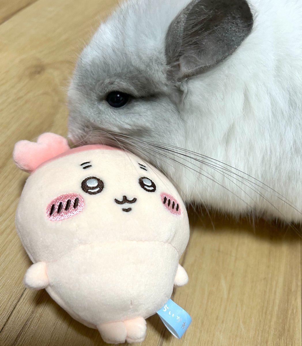 marosukecom's tweet photo. カニちゃん(古本屋さん)を気に入り、頭の二本毛をしゃぶり続けるチンチラ https://t.co/uBIaa0aqB4