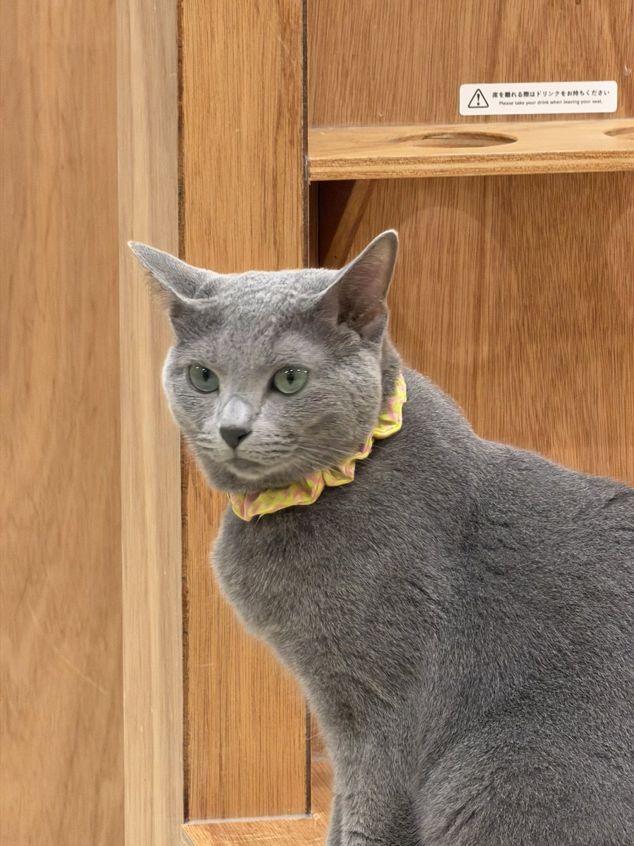 getueisan's tweet photo. 今日は初めて猫カフェ行ってみました
写真撮れなかったけどシンガプーラがめっちゃ可愛いかった
犬派なのに猫に持ってかれるところだった…… https://t.co/ug5cTNEywW