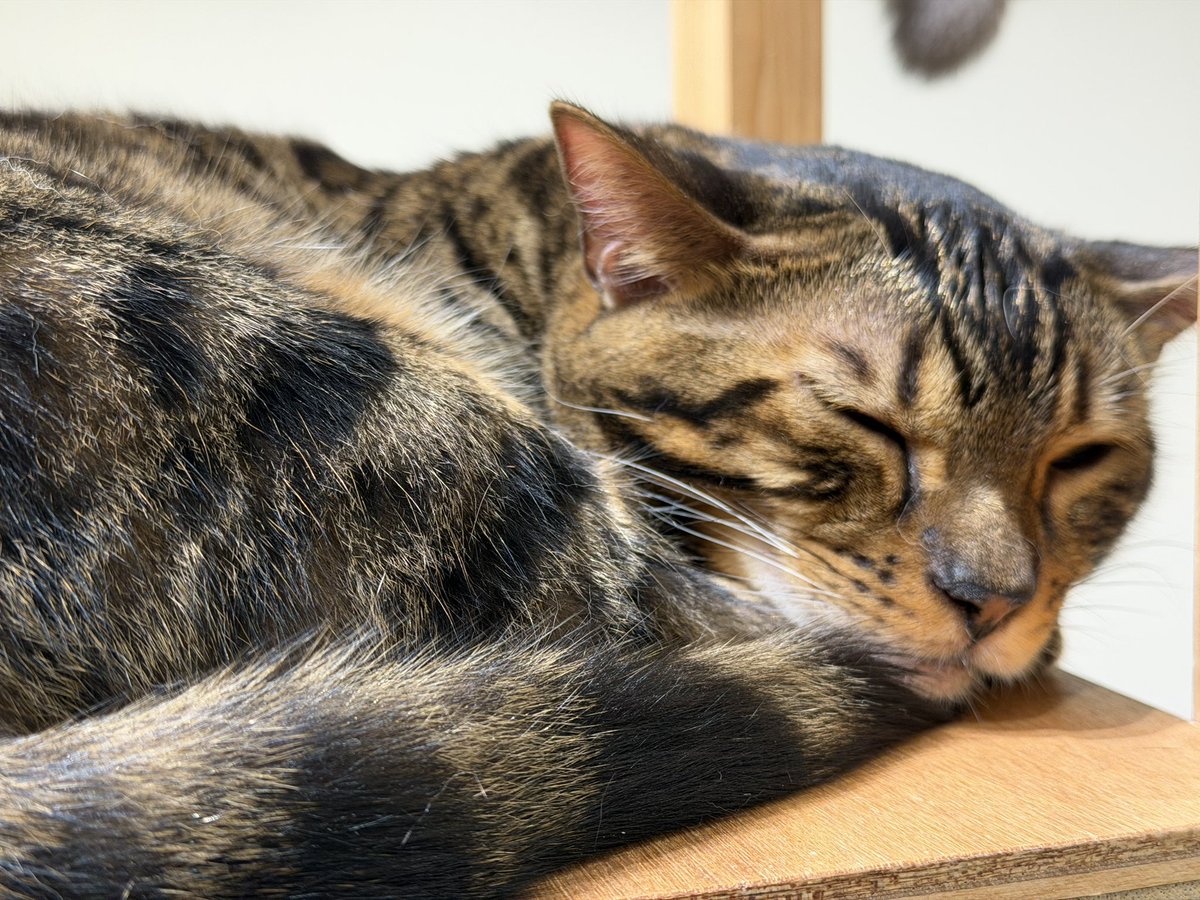 getueisan's tweet photo. 今日は初めて猫カフェ行ってみました
写真撮れなかったけどシンガプーラがめっちゃ可愛いかった
犬派なのに猫に持ってかれるところだった…… https://t.co/ug5cTNEywW