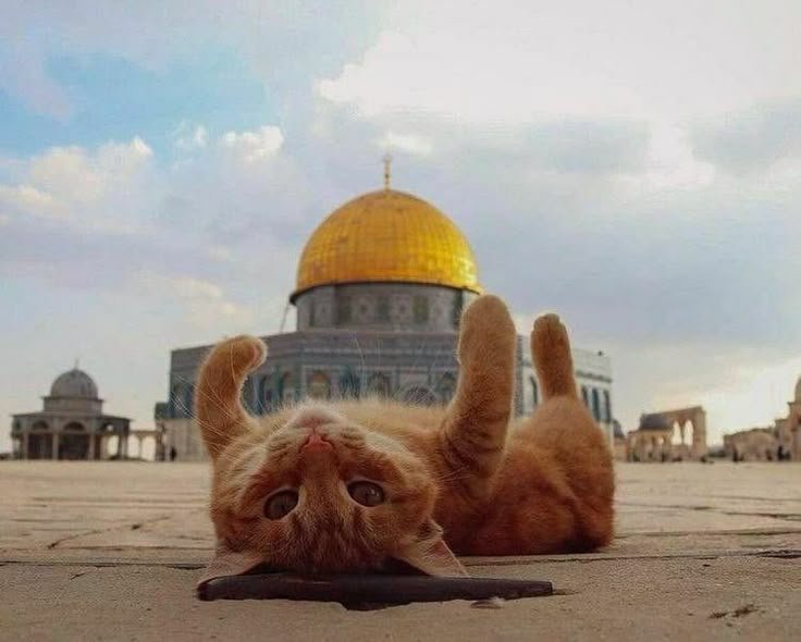 Iman4ii's tweet photo. Cat relaxing at Al-Aqsa with the Dome of the Rock https://t.co/3ofyD4kgkZ
