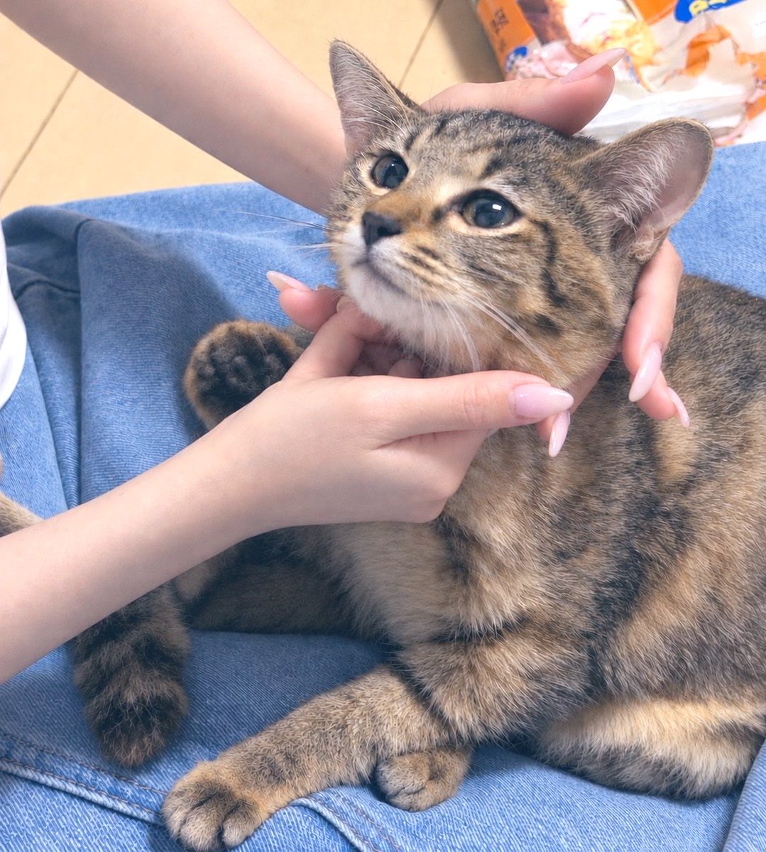 tws42ey's tweet photo. ツアー中にほんとに全然関係ないんだけど💦新しい🐱迎え入れた……
夏生まれで☺️…🌻(向日葵) https://t.co/R5r0emo22j