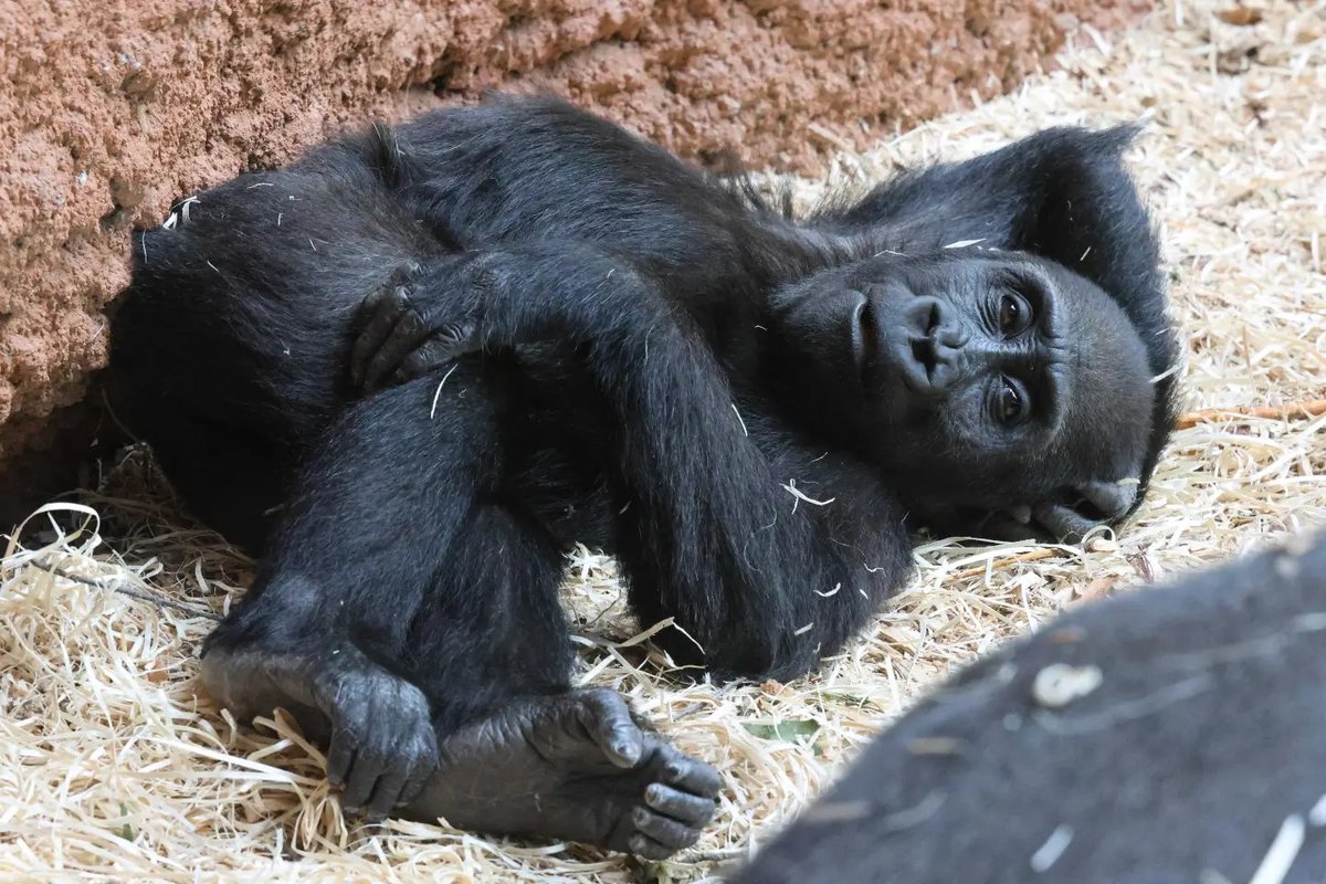 mobigorillafam's tweet photo. GM.. new day, and I still don't have mobillions π¦
#mobigorilla $MOBI #mobillion https://t.co/5FEGidXpd8