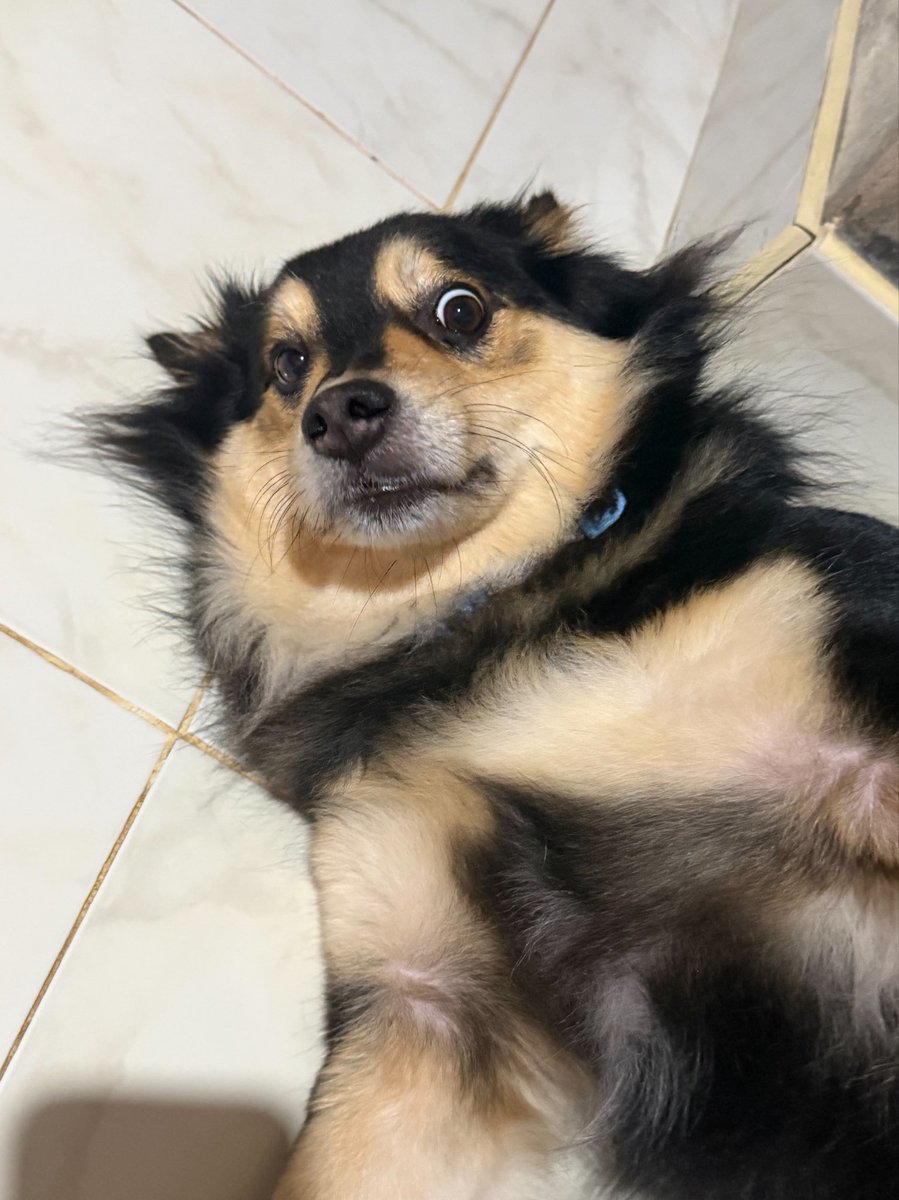 nooniiz_nn's tweet photo. ดุจังอ่ะอ้วง 🐶 https://t.co/e5fBgiCrzQ