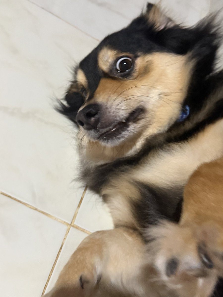 nooniiz_nn's tweet photo. ดุจังอ่ะอ้วง 🐶 https://t.co/e5fBgiCrzQ