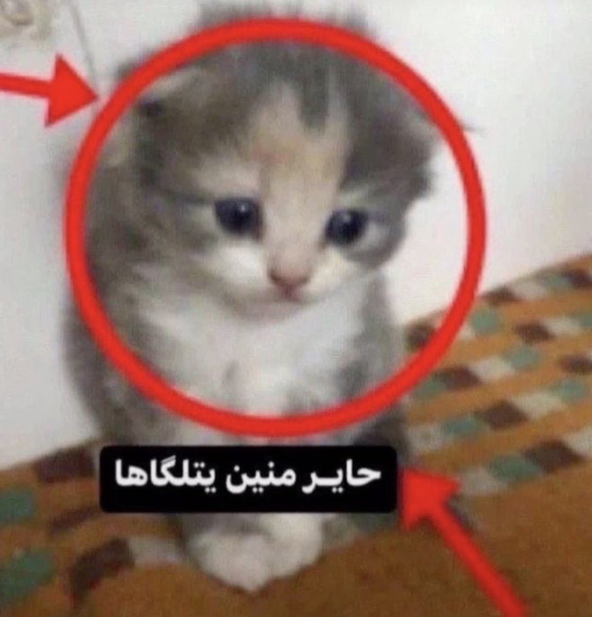 olxixil's tweet photo. دوبي خشيت البيت من الجامعه وعندي محاضره اونلاين واحس فيه حراره بحلقي https://t.co/FSujmxYsoQ