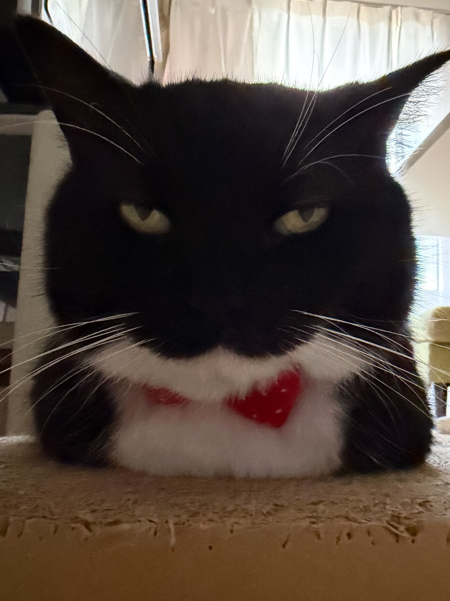 unicouniuni3's tweet photo. He always looks like he’s plotting something… https://t.co/BzKIX2qSrO