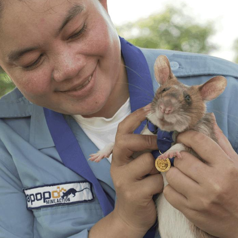 AMAZlNGNATURE's tweet photo. This rat found 71 landmines during his five-year career  

Magawa became the first rat ever awarded the PDSA Gold Medal after helping make huge areas of Cambodia safe from unexploded weapons https://t.co/8MhWEKaFcS