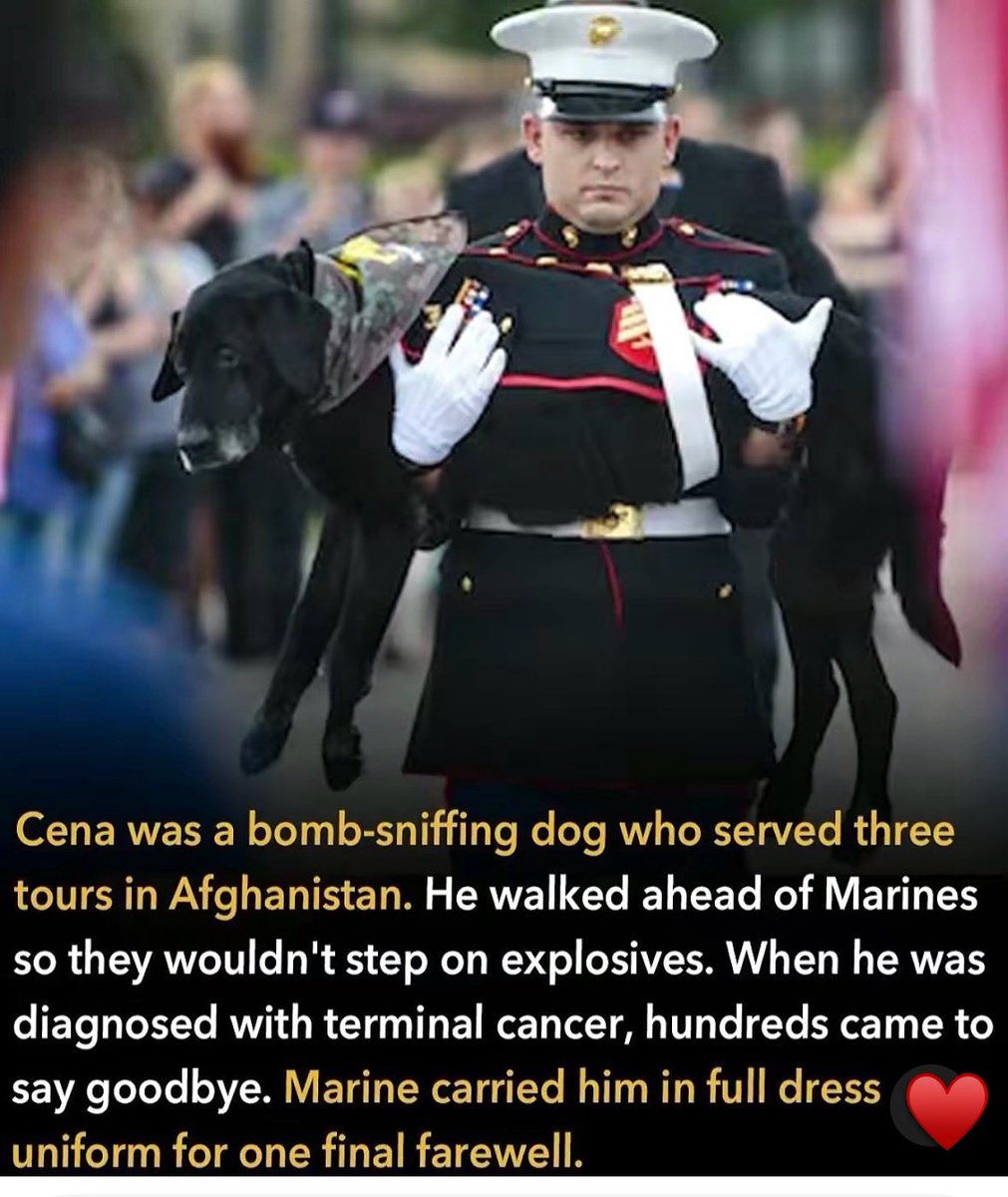 FarmGirlCarrie's tweet photo. Cena was a black Labrador who spent years searching for bombs ahead of Marines in Afghanistan. He served three combat tours, walking point on patrol so the people behind him didn't have to.

After retiring from service in 2014, Cena was adopted by Lance Corporal Jeff DeYoung, the Marine he had been paired with during a 2009-2010 deployment. 

DeYoung said Cena had kept him warm during freezing desert nights, comforted him when he lost seven friends in three weeks, and stayed by his side under heavy Taliban fire. 

After coming home, Cena became DeYoung's service dog, helping him manage his PTSD.

In 2017, Cena was diagnosed with terminal bone cancer. He was ten years old.

DeYoung wanted to give him the send-off he deserved. Hundreds of people in Muskegon, Michigan came out to say goodbye. 

Cena took one last ride through town in a decorated open-top Jeep while crowds lined the streets.

The farewell ceremony was held aboard the USS LST 393, a museum ship in Muskegon's harbor. DeYoung, in full dress uniform, carried Cena in his arms up the gangway. 

The same Marine who had once thrown his body over the dog to shield him from gunfire now held him one last time.

Cena was euthanized on board and carried off the ship in a flag-draped coffin 🙏♥️🐾