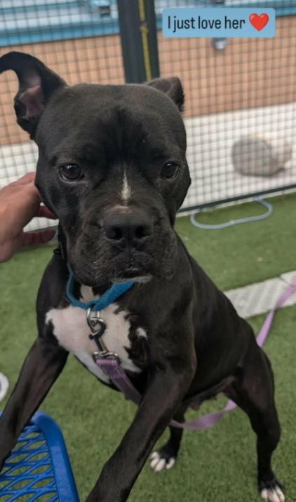 NMBewitched's tweet photo. Dog of the Day 
#XolaDay 
https://t.co/HQY7fwbOMC 
#AdoptMe 

Xola arrived to NYCACC when her person could no longer care for her. Overwhelmed she was Rescue Only but Xola is smart & prefers to choose her friends wisely. 

Day 105 in a Pop-Up Crate QACC 
Waived Adoption Fee
She has been on Boroughbreaks, weekends at her favorites volunteers but no home yet🍀🤞

She is a go slow, build trust, thrive w/ love girlie 
Let's get her home