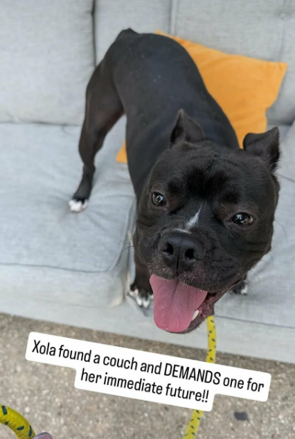 NMBewitched's tweet photo. Dog of the Day 
#XolaDay 
https://t.co/HQY7fwbOMC 
#AdoptMe 

Xola arrived to NYCACC when her person could no longer care for her. Overwhelmed she was Rescue Only but Xola is smart & prefers to choose her friends wisely. 

Day 105 in a Pop-Up Crate QACC 
Waived Adoption Fee
She has been on Boroughbreaks, weekends at her favorites volunteers but no home yet🍀🤞

She is a go slow, build trust, thrive w/ love girlie 
Let's get her home