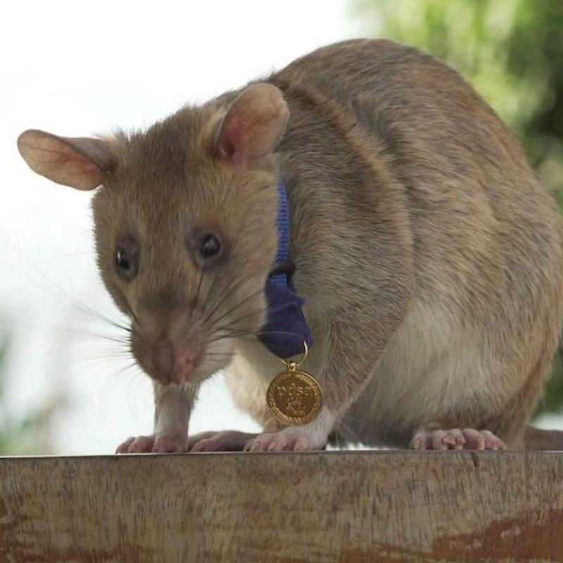 This rat found 71 landmines during his five-year career  

Magawa became the first rat ever awarded the PDSA Gold Medal after helping make huge areas of Cambodi