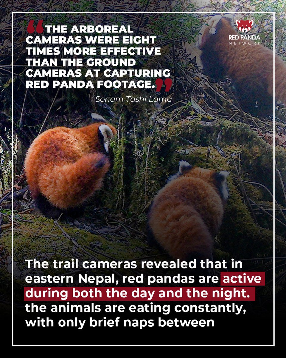 RedPandaNetwork's tweet photo. @SonamTaC https://t.co/6Ln7MG6dVH