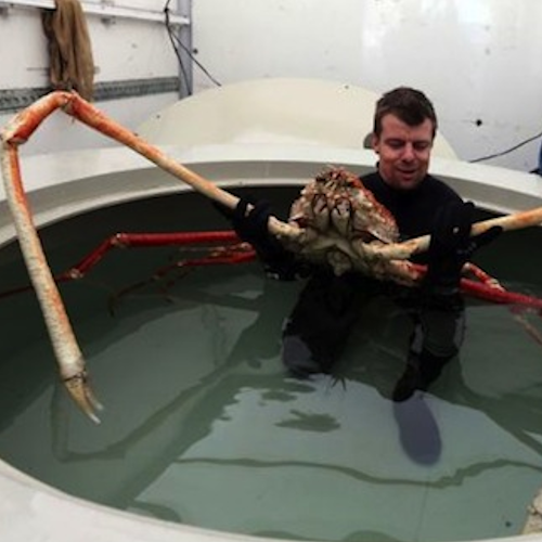 AMAZlNGNATURE's tweet photo. Japanese Spider Crabs Can Span Nearly 4 Meters

Japanese spider crabs (Macrocheira kaempferi) are giant seafloor scavengers found around Japan, feeding largely on dead and decaying animals, algae and other organic material https://t.co/6xwpv9qCUn
