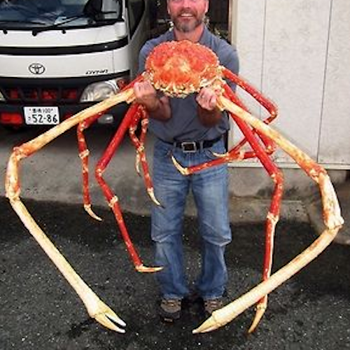 Japanese Spider Crabs Can Span Nearly 4 Meters

Japanese spider crabs (Macrocheira kaempferi) are giant seafloor scavengers found around Japan, feeding largely 