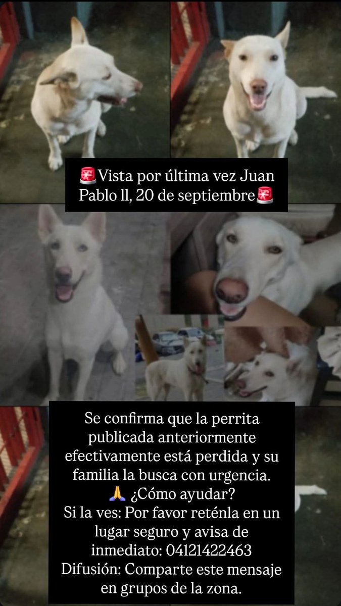 PerroUsuario's tweet photo. Por favor si la ven se agradece retenerla y avisar https://t.co/SjdagWc1RC