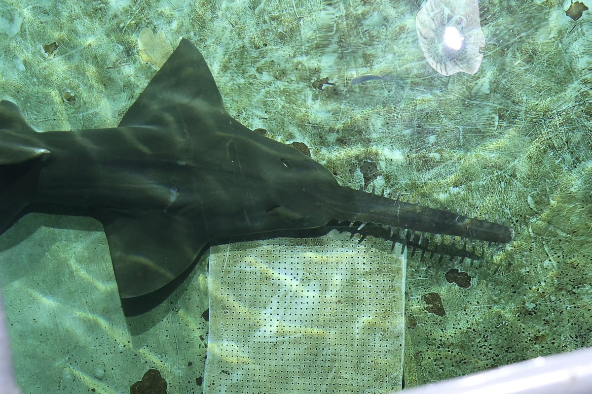G_Noko_'s tweet photo. 中腰で屈みながら水中に入れた餌を食べられる位置に棒でつついて運ぶ。下から見た時は簡単そうに見えたが実際にはパワーと繊細な手捌きが求められるハードな給餌作業だった… https://t.co/g4rpz7nbO3