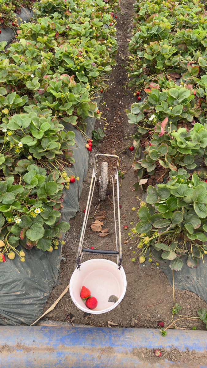 UFWupdates's tweet photo. "Lauro" begins working at 7am in Salinas CA. "Strawberry picking has slowed down significantly. I no longer am paid by piece as there's not enough product. I earn CA minimum wage of $16.90/hr. I'll be returning to Oxnard to work at the end of September." #WeFeedYou https://t.co/cvwaaI9Fx7