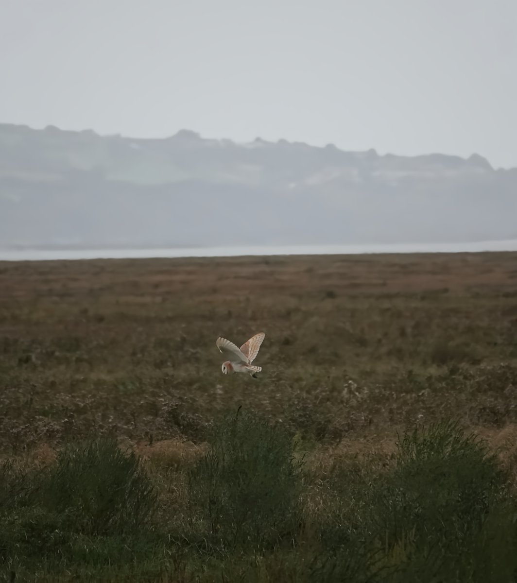 NigelFavager's tweet photo. Barn Owl Parkgate 19/9/2026. https://t.co/TAYGc4ReOL